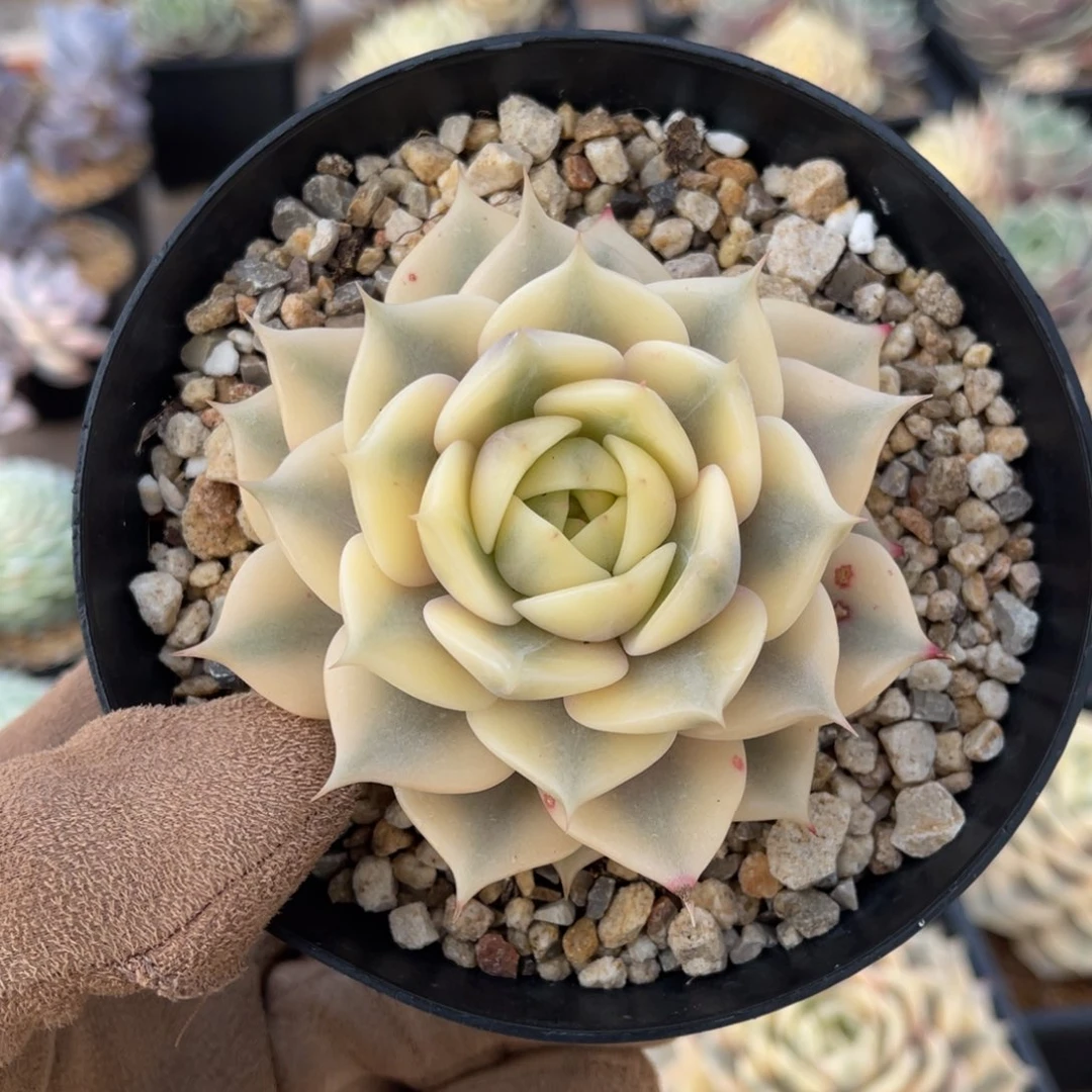 贝加尔湖锦一物一拍