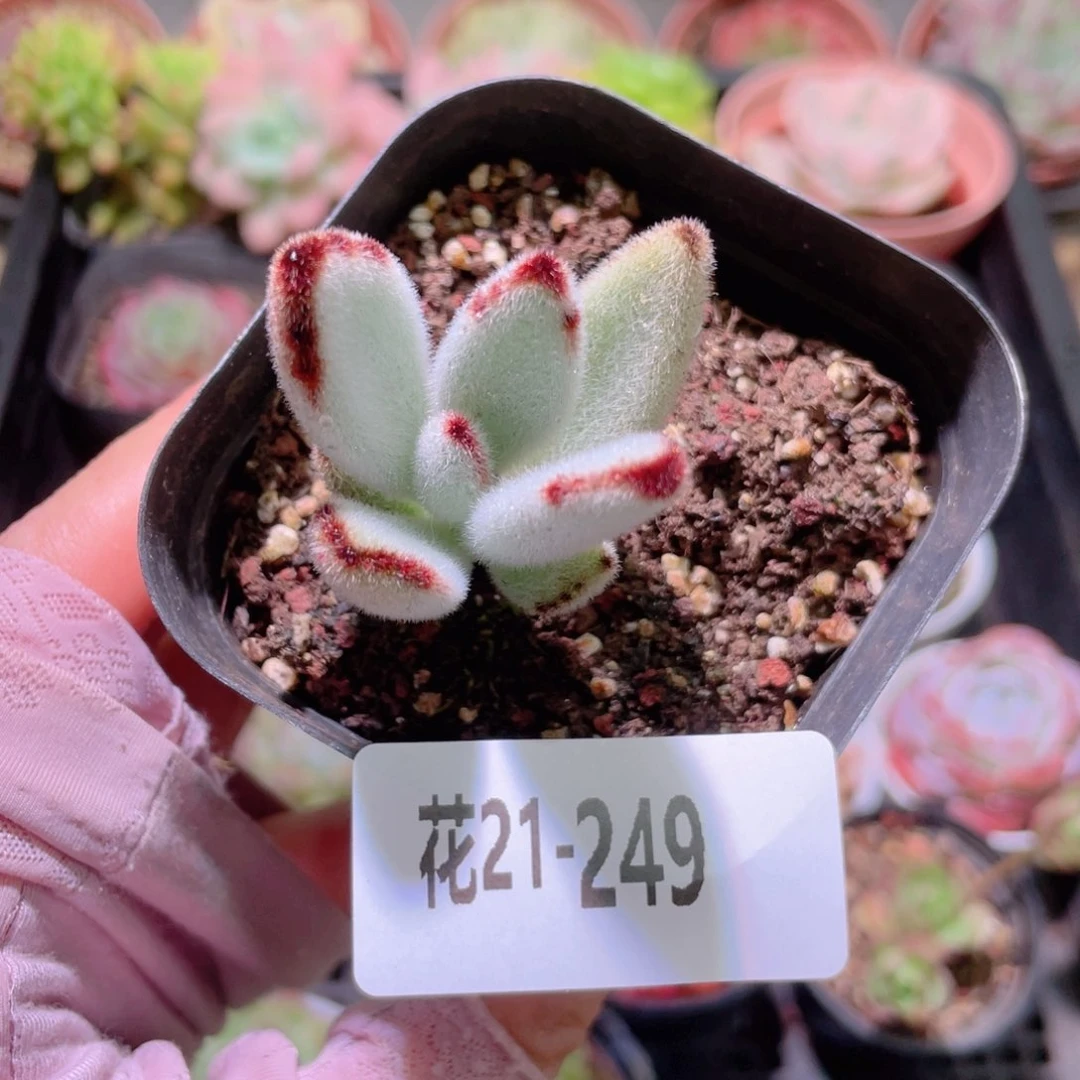 花利美21-249月兔耳