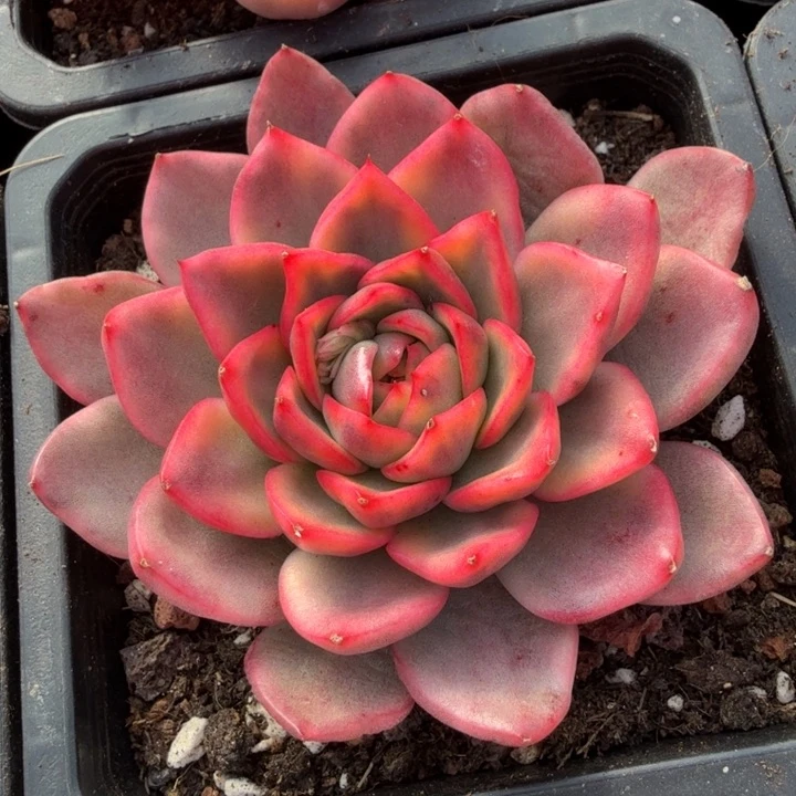 玫瑰东云锦 腹轮锦