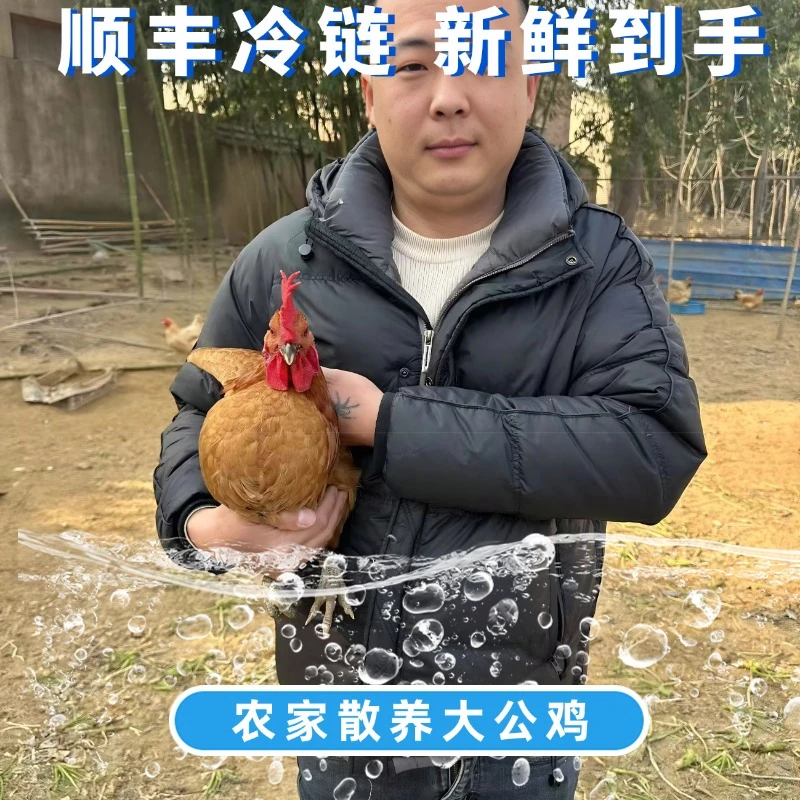 （两只土公鸡）苏北农家散养黑脚土公鸡肉紧有嚼劲（两只5-6斤）