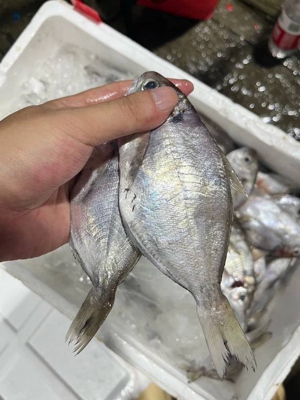 汕尾本港海捕新鲜南鲳鱼 肉肥刺少肉嫩顺丰包邮