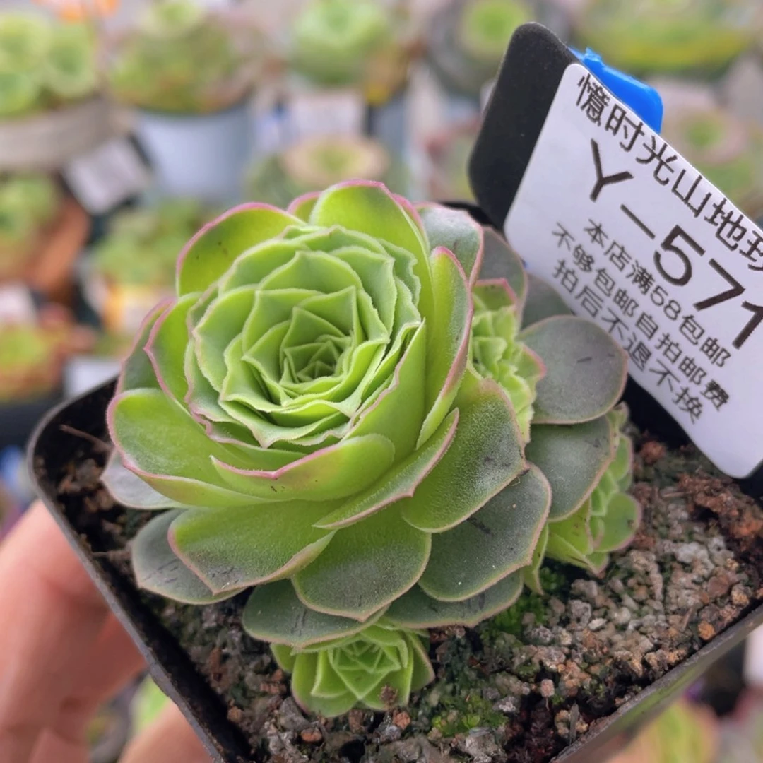 桃乐丝加冕新年福利571一物一拍