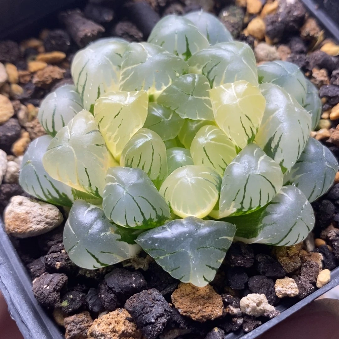 454湖水玉露锦一物一拍