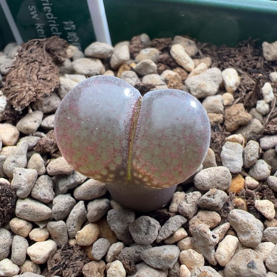 1319优选肯哈德单头1.5年大个体