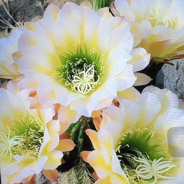 六月五侧芽5公分左右毛花柱（20包邮）