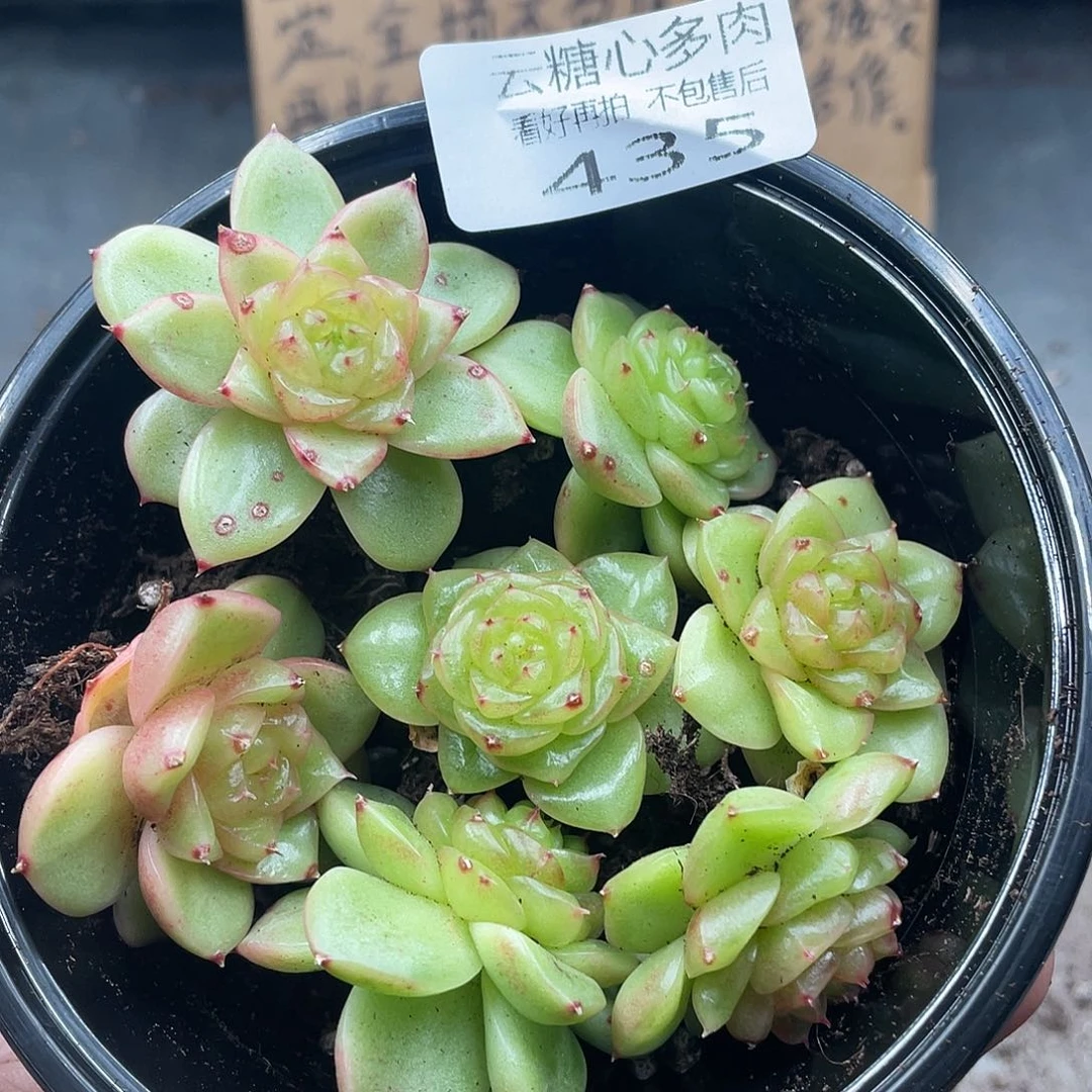 潇***～云糖心多肉植物435