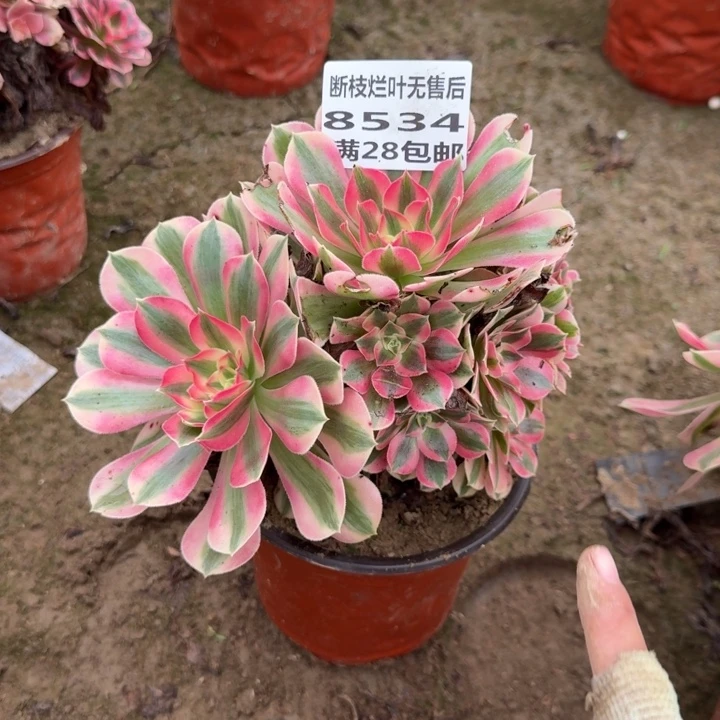 奇***想8534二号棚女巫多肉E