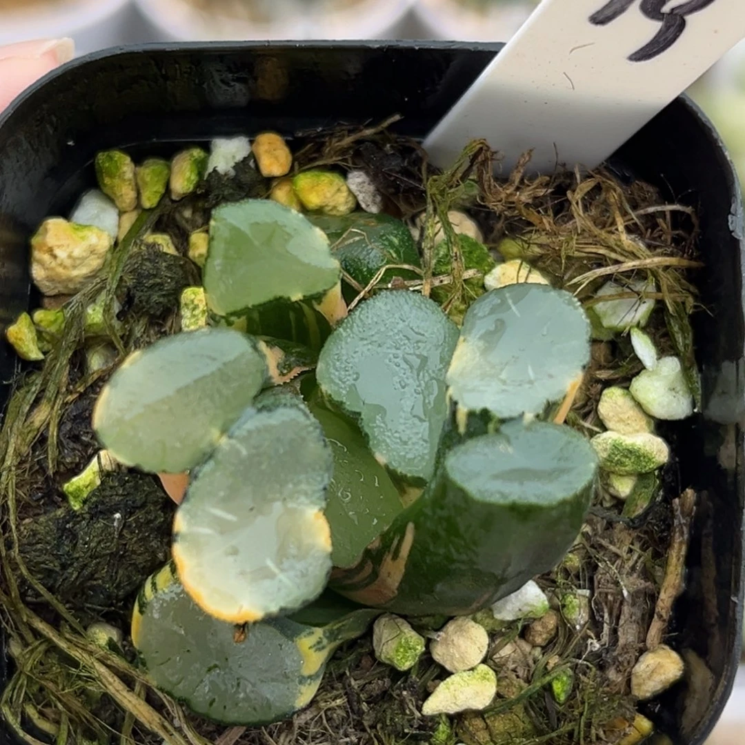 19欧大宝万象锦福利专场