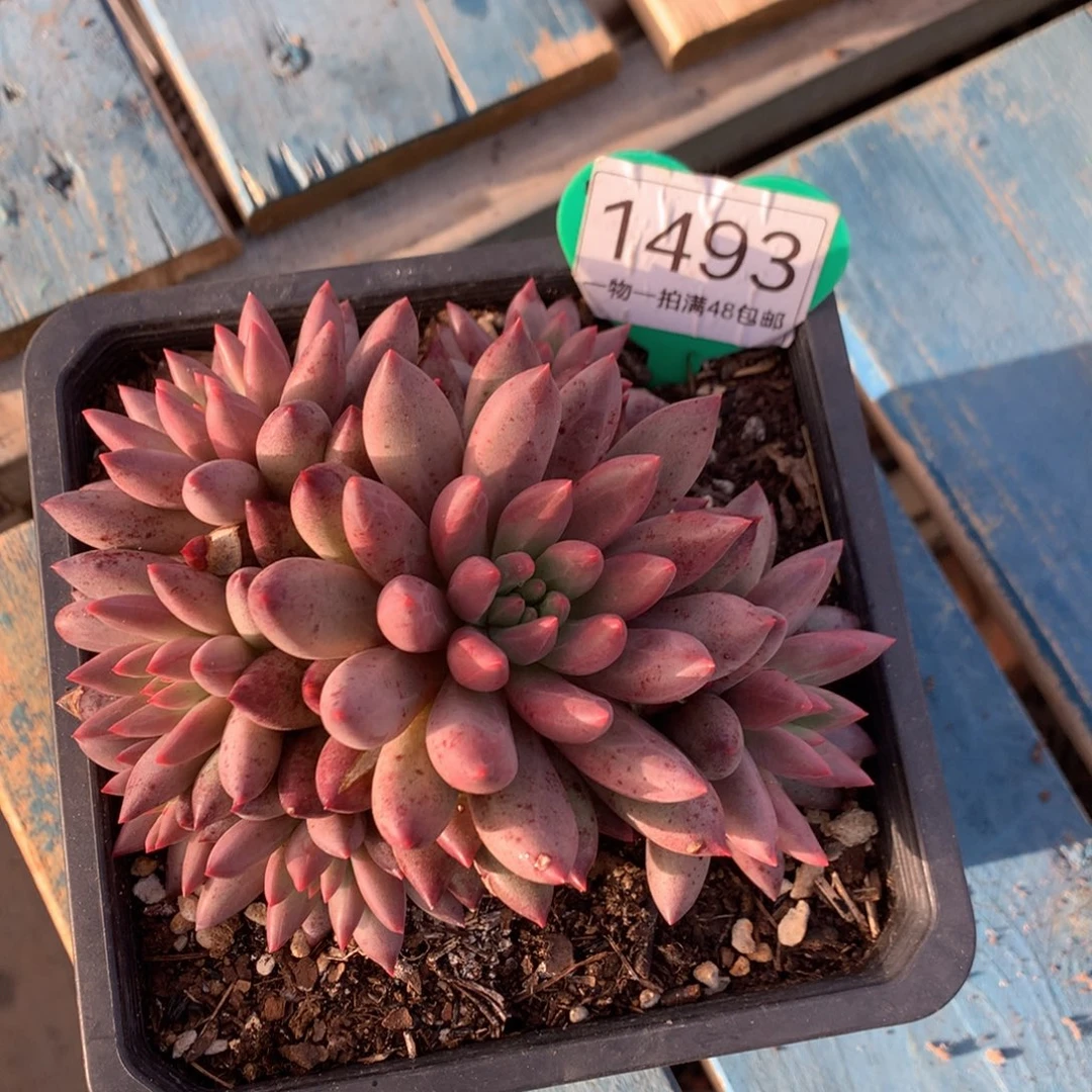 车厘子美人开播福利