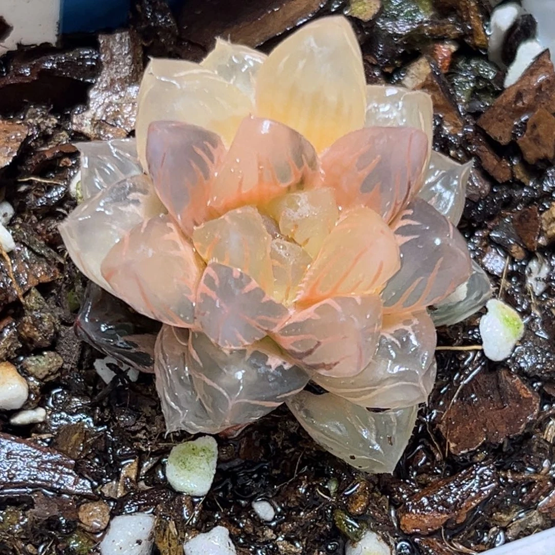 恭喜发财大吉大利689