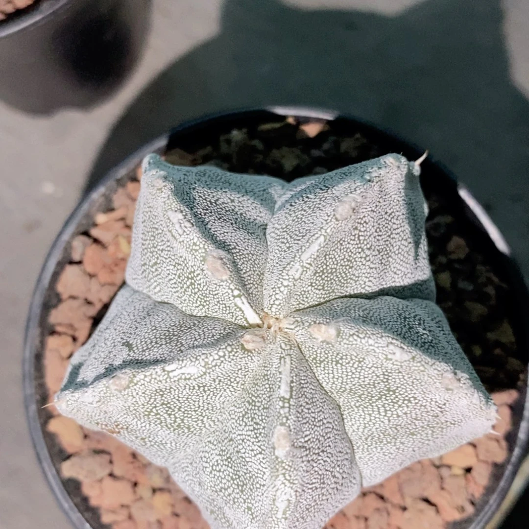 嗯塚仙人球真的漂亮