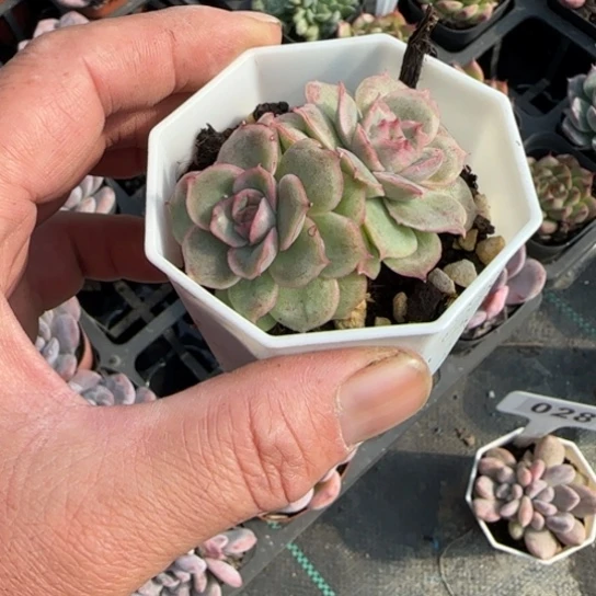 90虾饺双头多肉植物