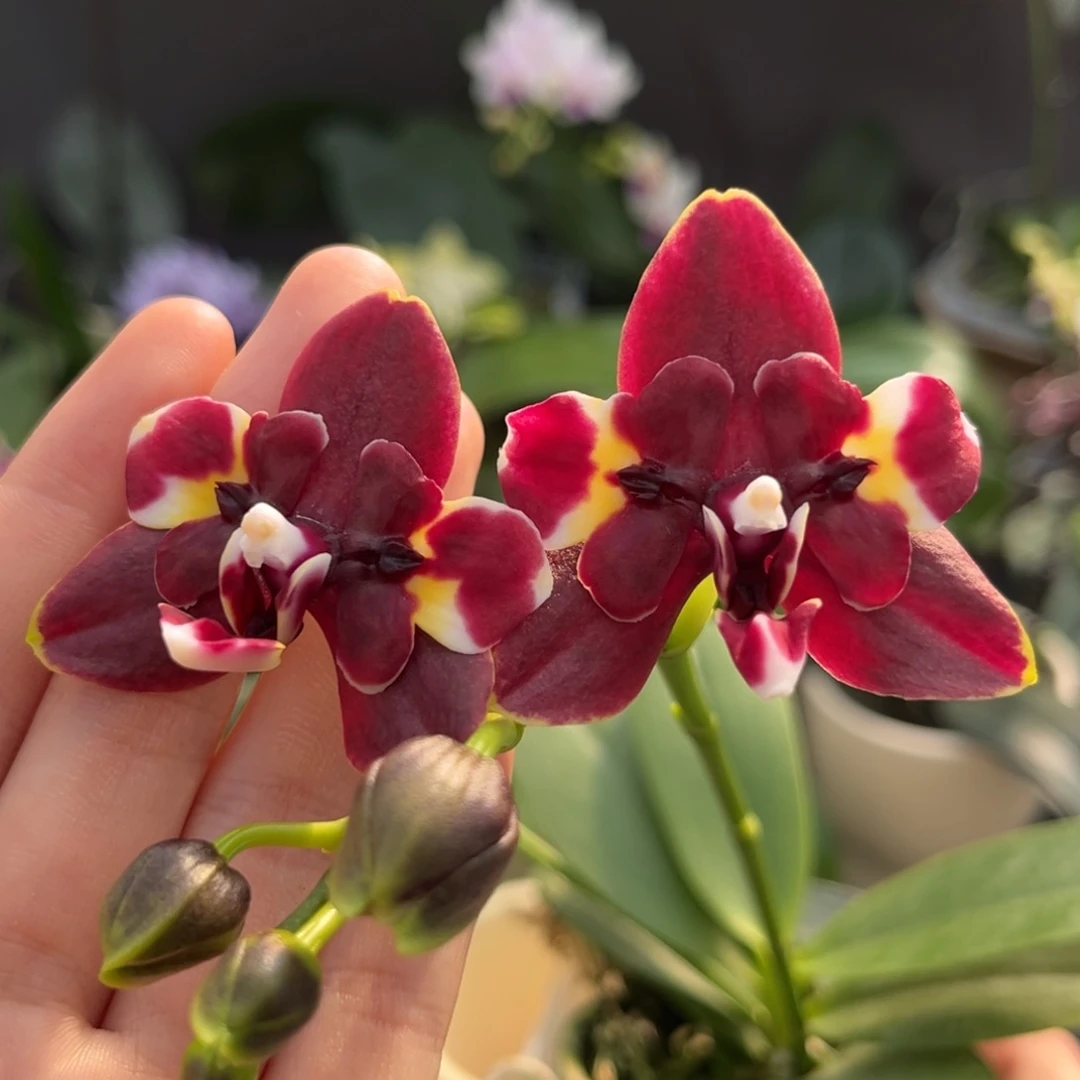 完全开放2.5寸玛丽开花株