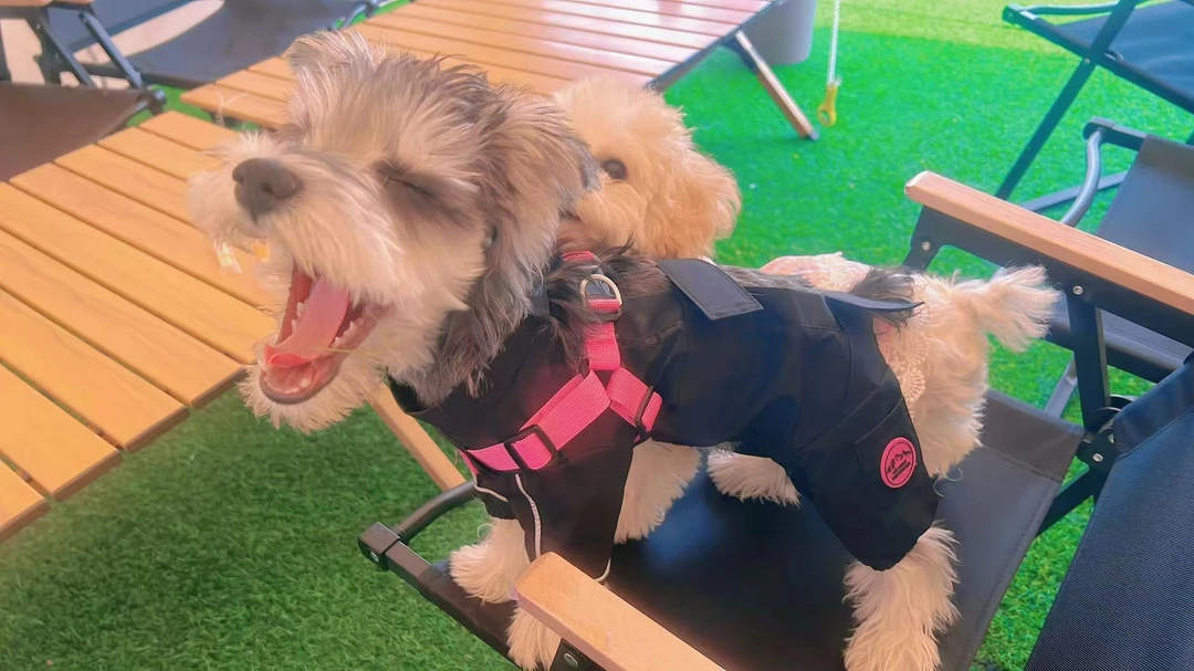 【嘉禧专属】Cheepet胸背一体撞色四退防尘衣