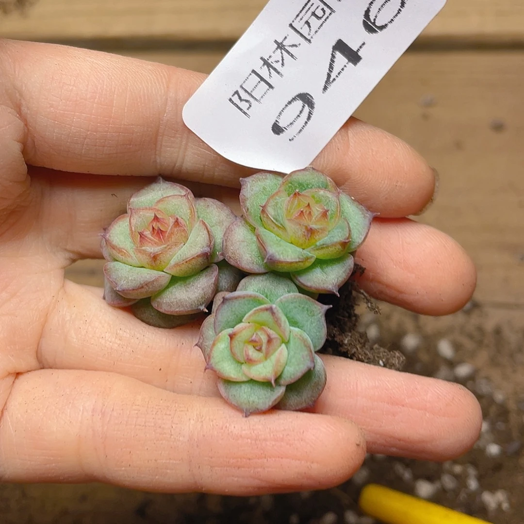 量拍多肉植物多肉植物946
