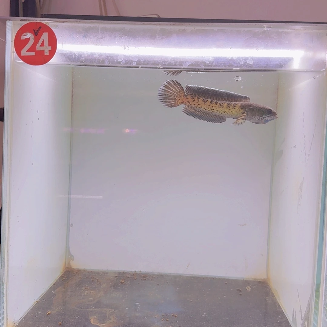 雷龙鱼24号黄金眼镜蛇雷龙鱼