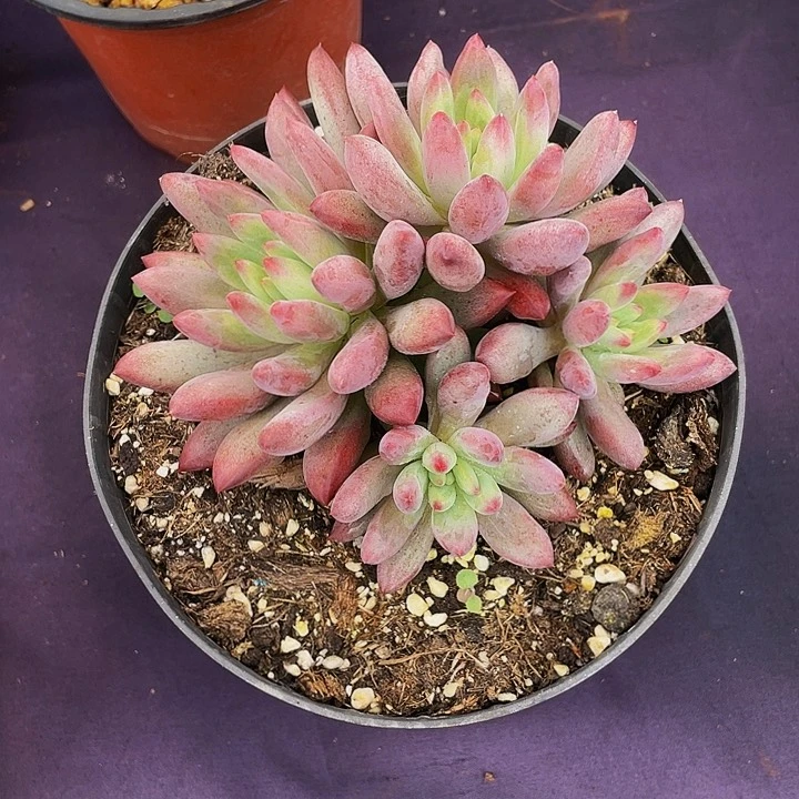 山***兔寄养多肉植物车厘子