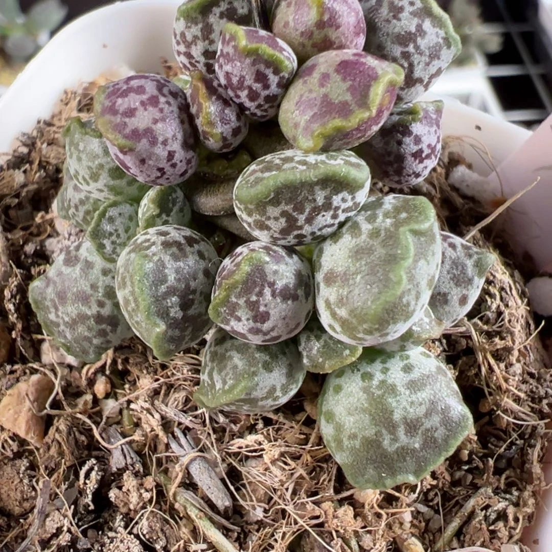 紫斑达摩老桩多肉植物