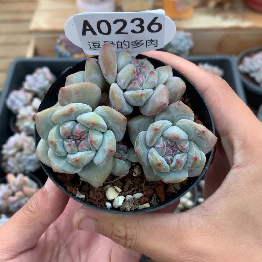 蓝***肉A0236 突尼斯 有砍 8cm