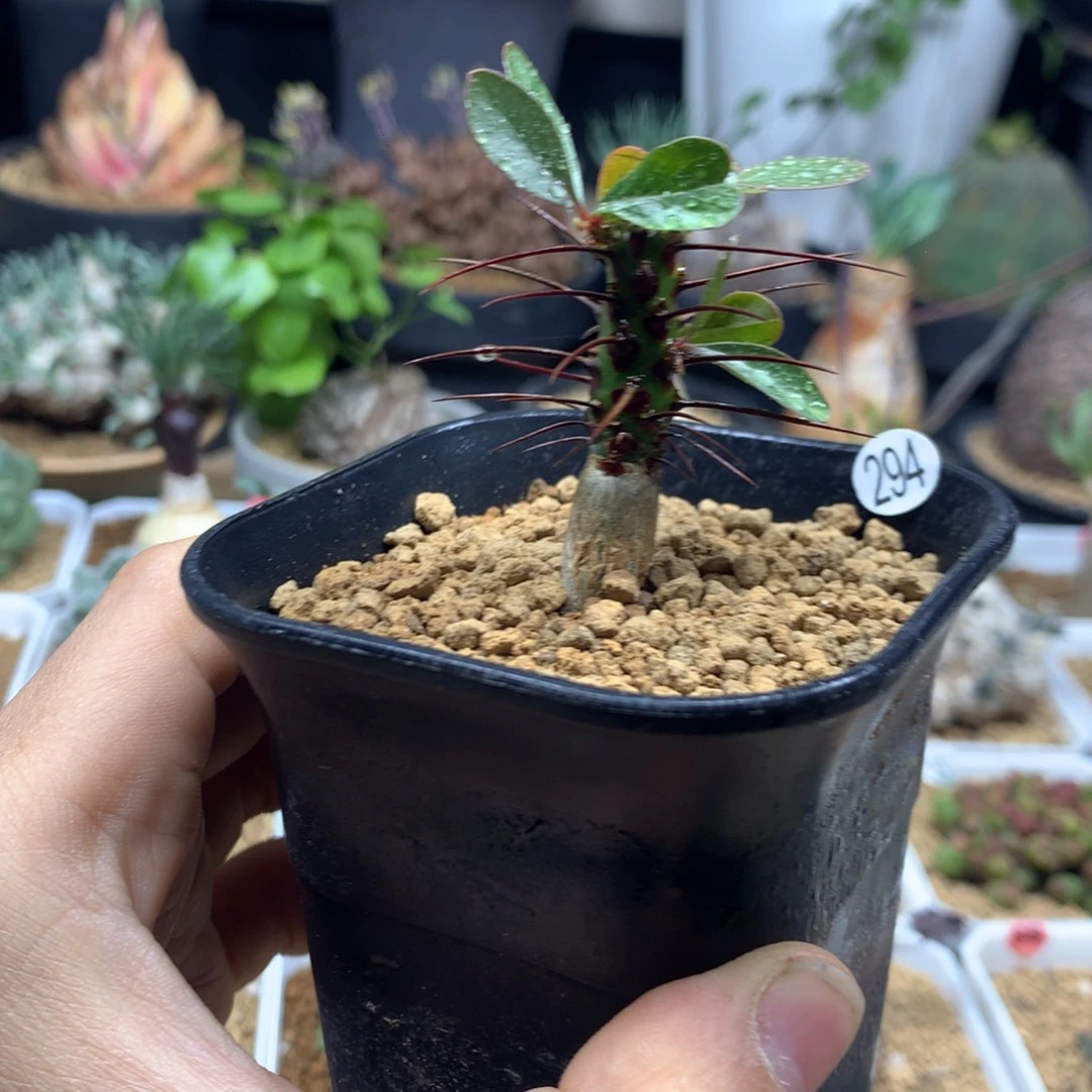 簇生富贵花带盆发货294