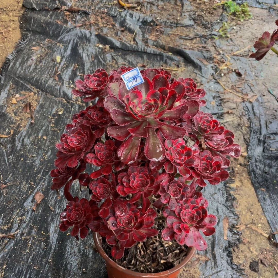 丽娜造型30鲜花老桩