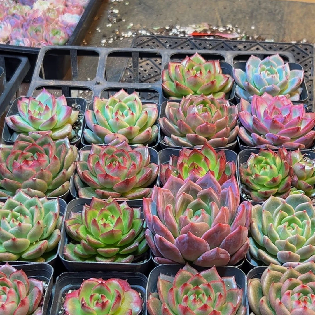 054多肉葡萄的价格是多少啊哈哈