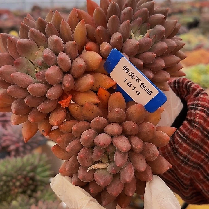 ?****1814，提BS补补爸爸吧啊