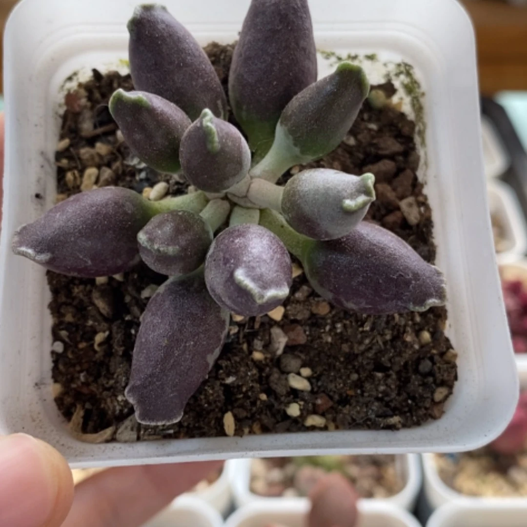 【闪购商品】无花朵紫海豹