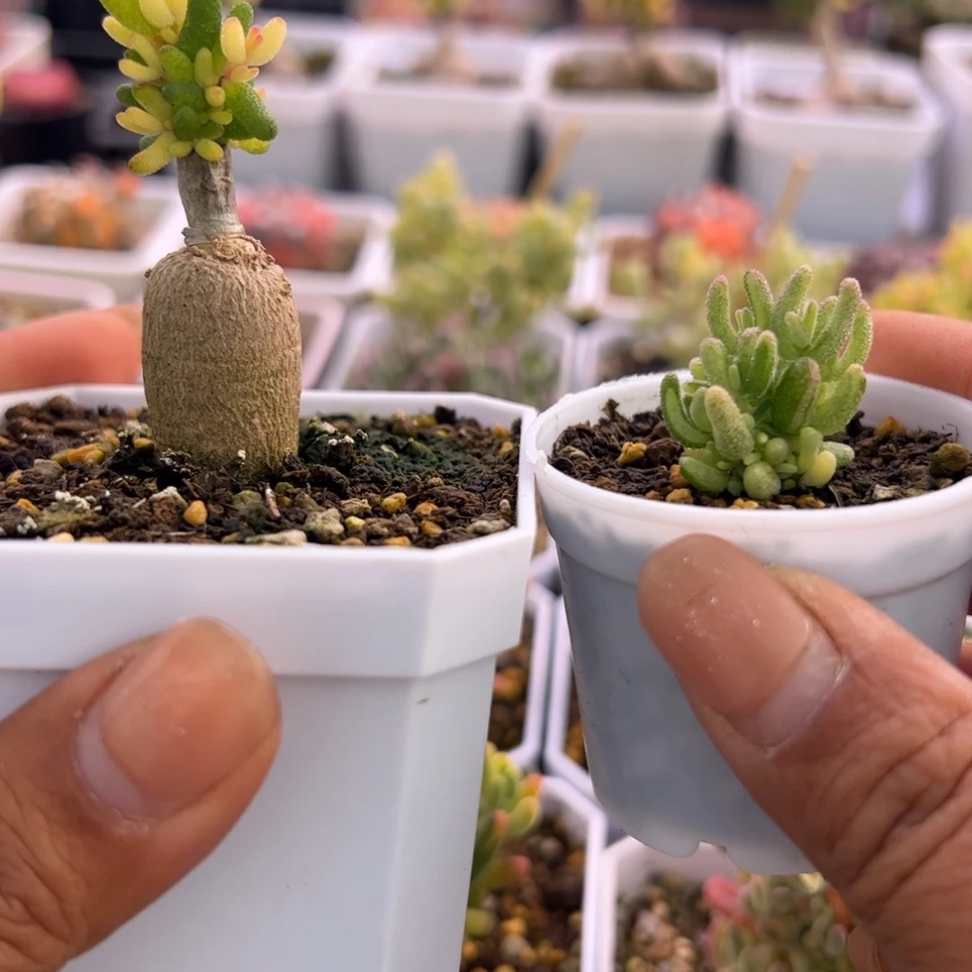 昏***晓多肉植物枝干米粒拉丝锦飞机猪嫁接