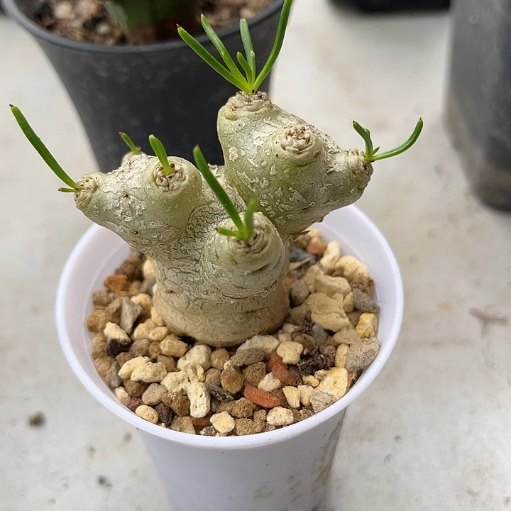 无花朵万物象块根一物一拍