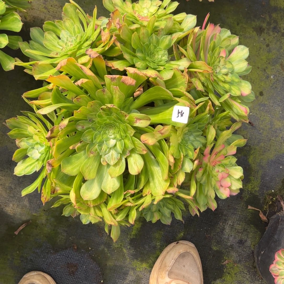 54知否多肉椅子多肉