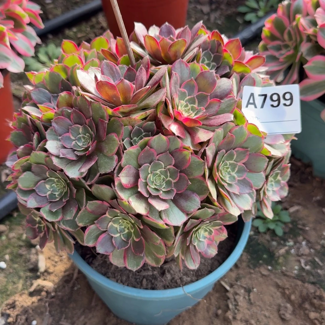 粉花妖多肉799号法师多肉