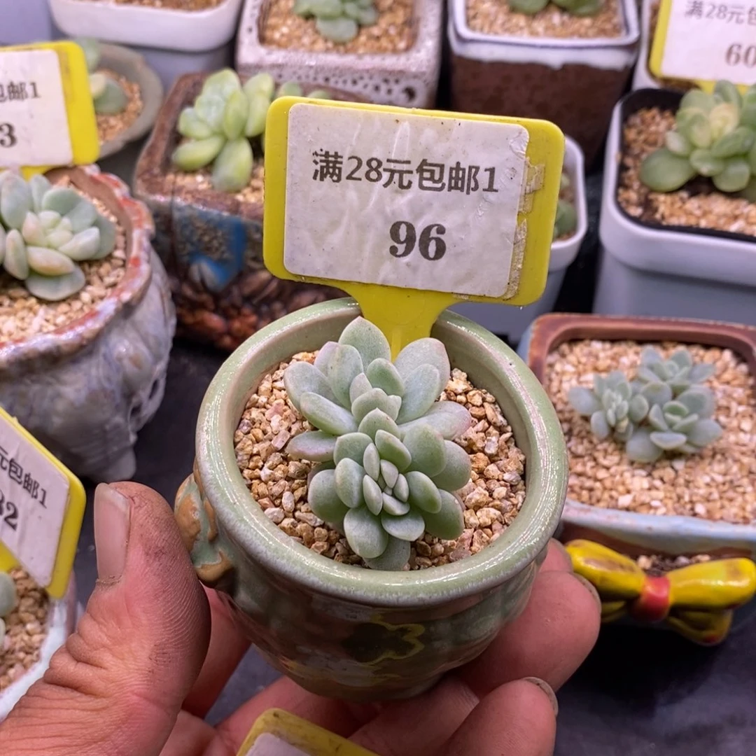196冰玉缀化多肉……