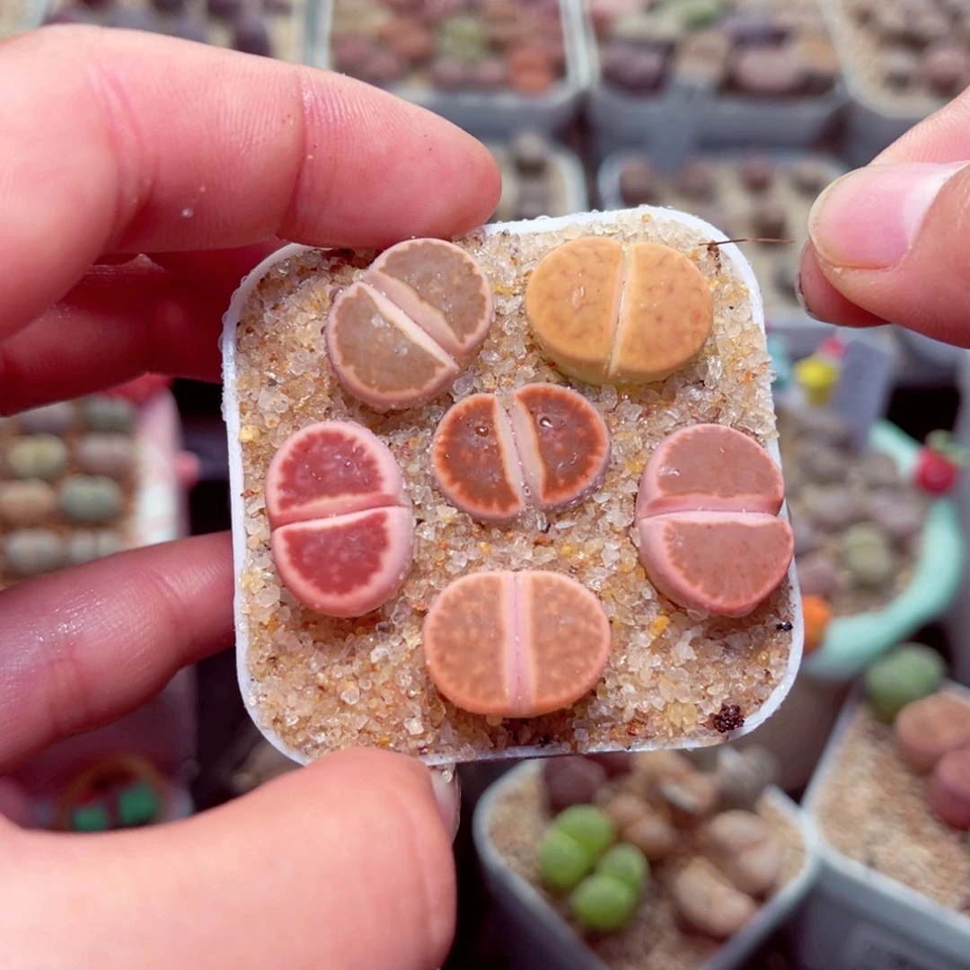 63号带盆盆包邮发货