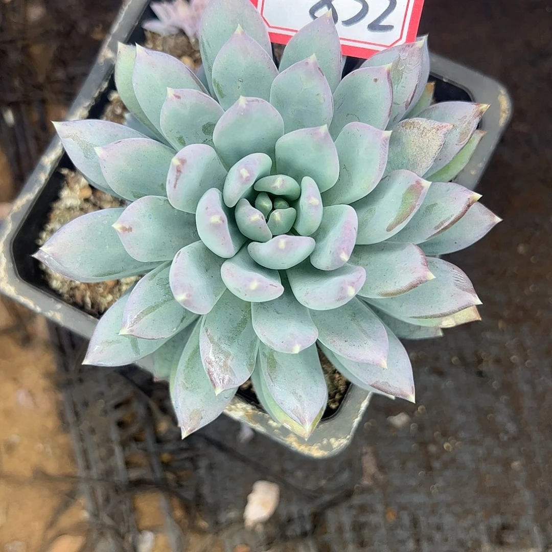 832号美人杂＇一物一拍