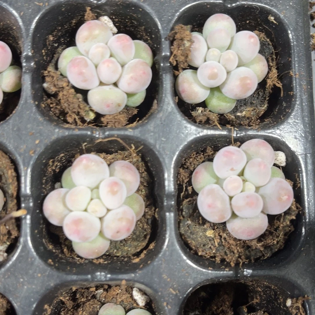 精品汤圆多肉植物