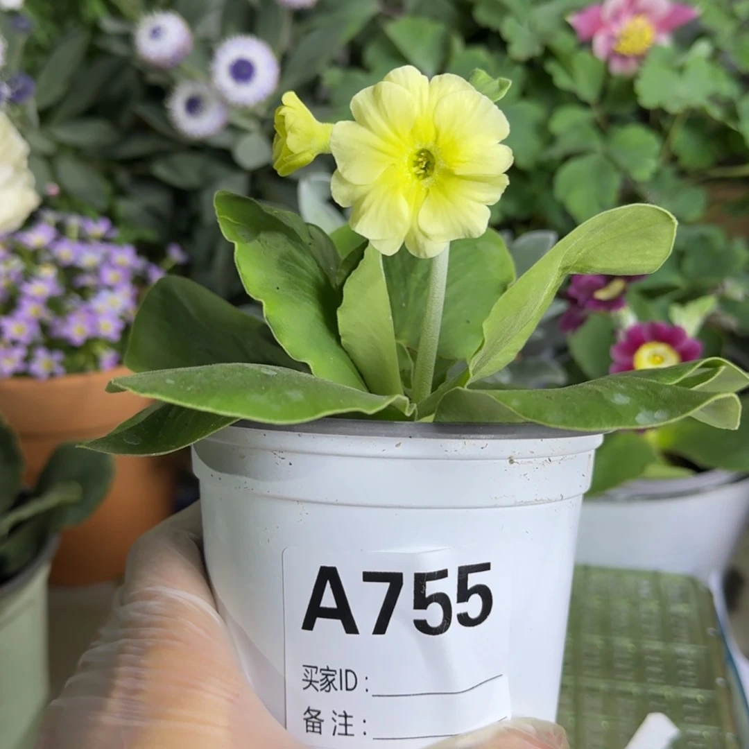 一物一拍  耳叶报春A755