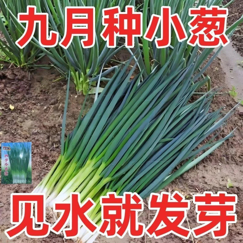【满5包包邮】四季小香葱籽小香葱种子葱种子家庭菜种耐寒蔬菜种子