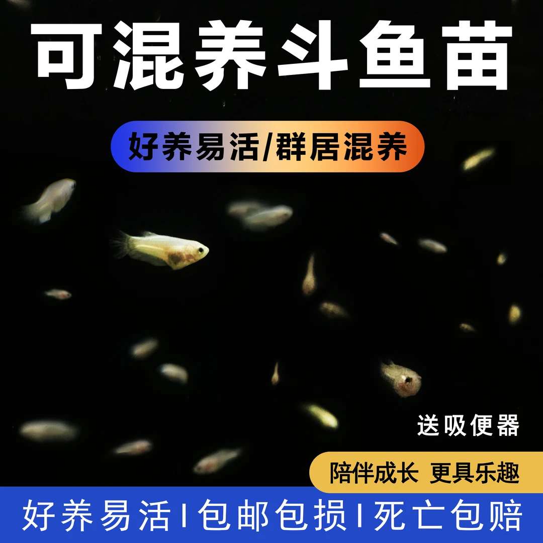 盲盒【161-200】泰国斗鱼苗尺寸1-2cm特价活动不包损公母随机
