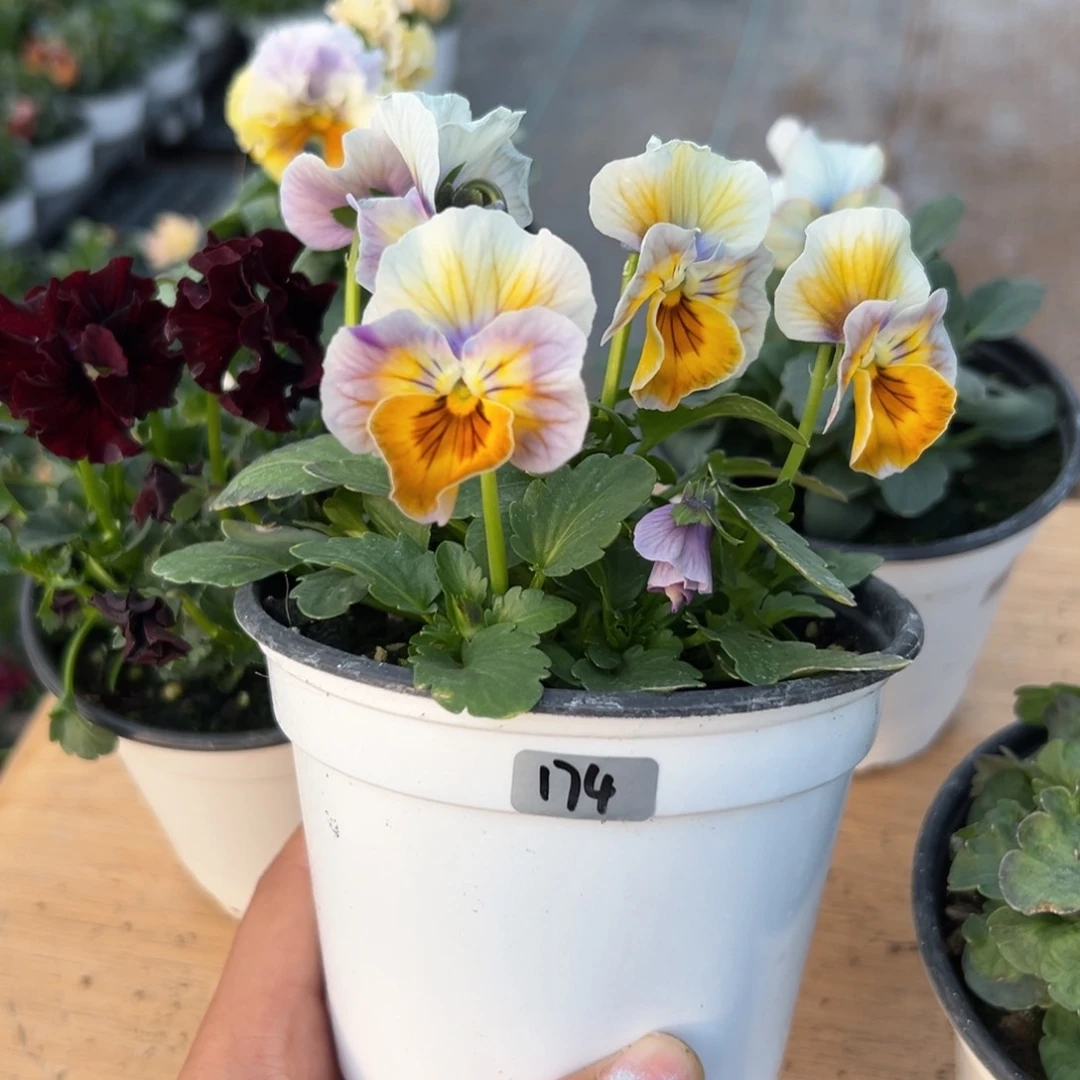 红陶抖音直播闪拍174