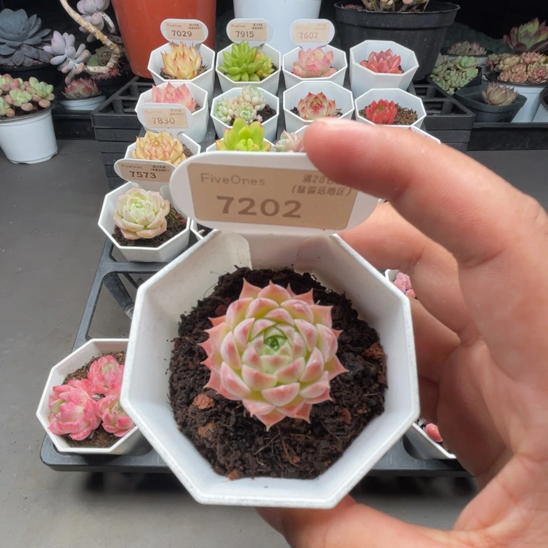 7202朱砂痣3.5厘米