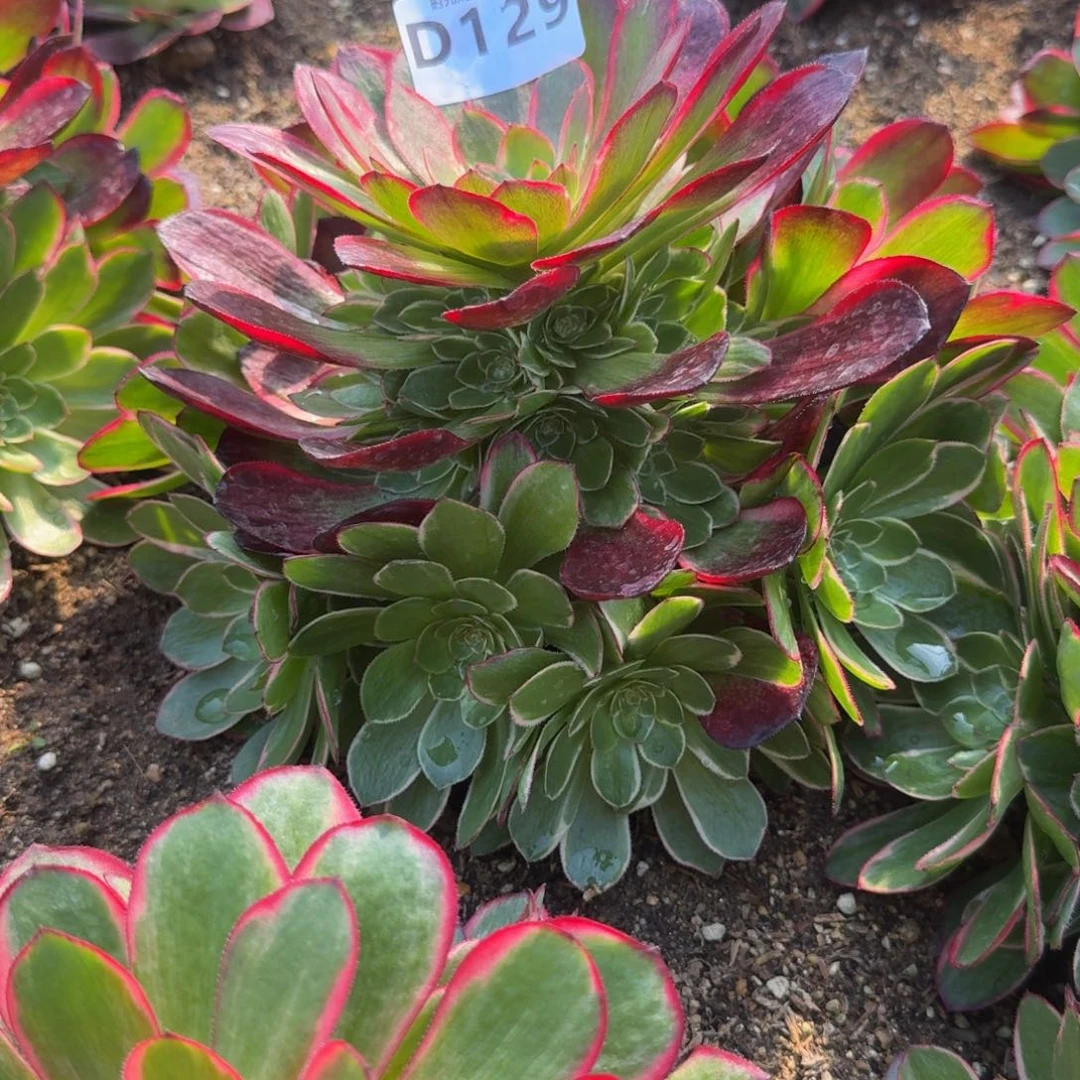 _***?129粉花妖到秋天。多肉植物