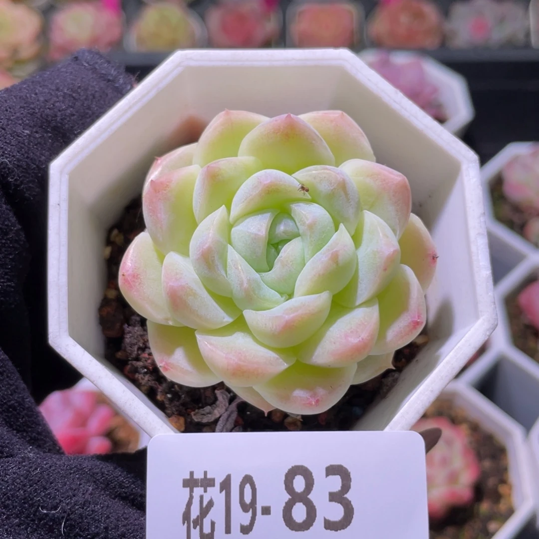 花利美19-83明月心