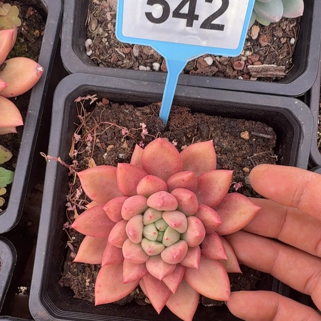 多肉植物米其林542