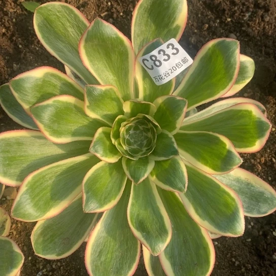 833燕姿锦多肉植物