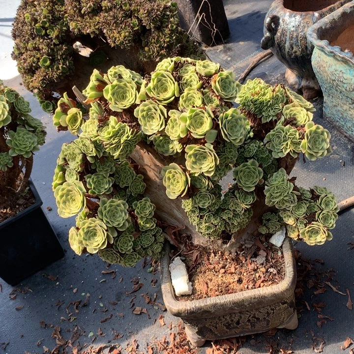 绿豆沙朵朵脱土发货的