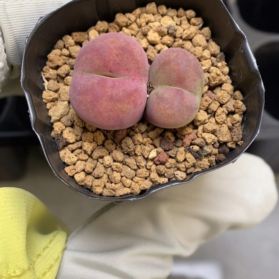 多肉植物肉锥杂交K-2601