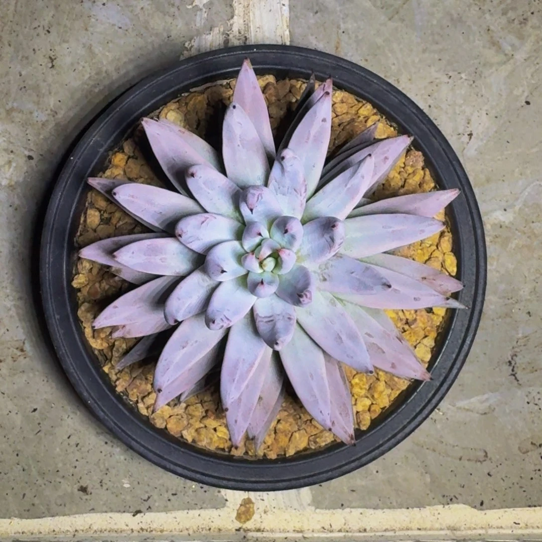 魔爪 单头 一物一拍