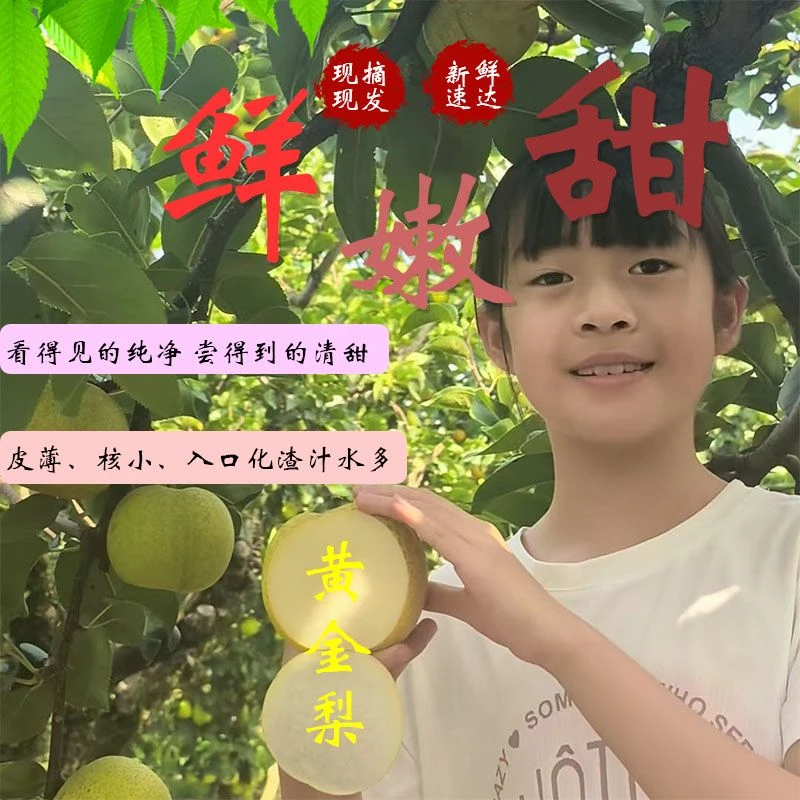 黄金梨生态种植不套袋绿色食品现摘现发应季鲜果脆甜多汁坏果包赔
