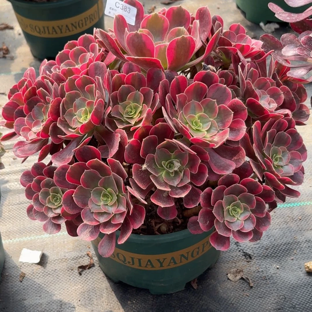 383大美杜莎多肉植物发货